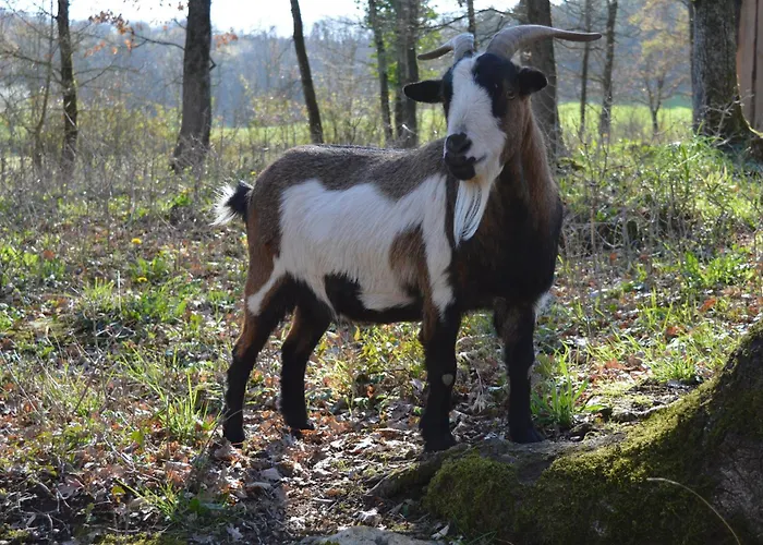 Le Cerisier - Proche Sarlat * Jayac